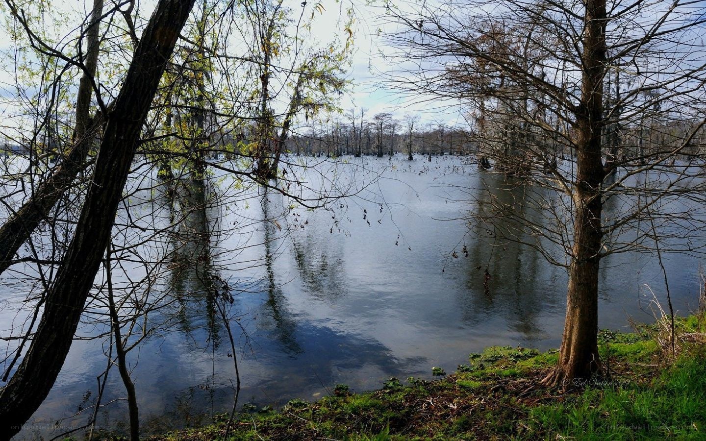 Cypress swamp with flooded trees