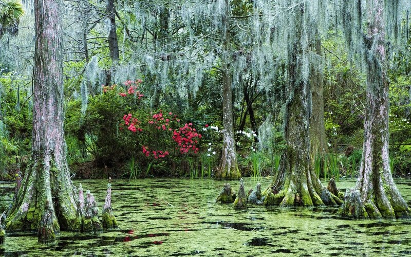 Cypress Swamp with Flowers