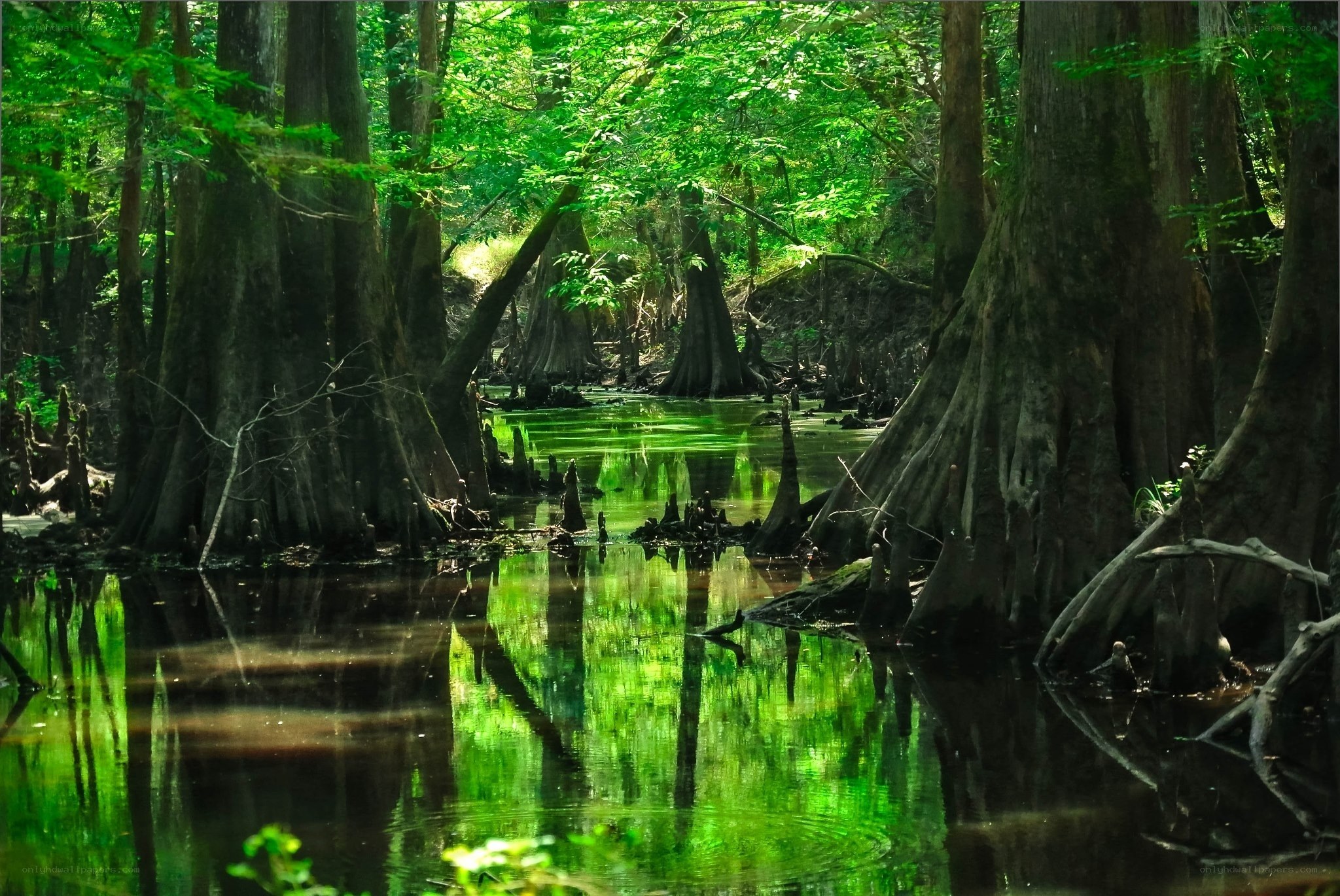 Cypress swamp with green reflections