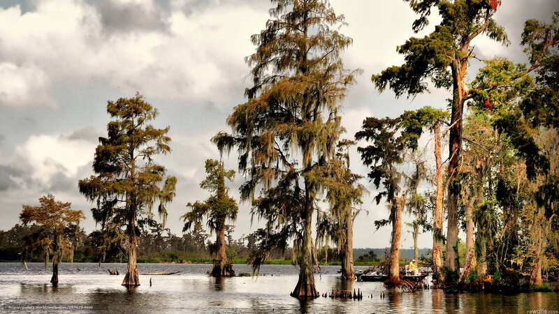 Cypress swamp with moss