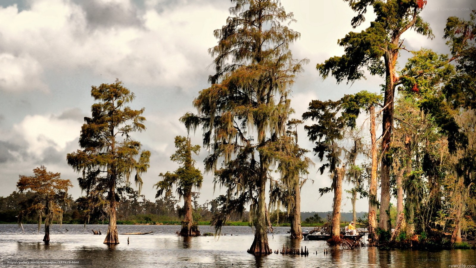 Cypress swamp with moss