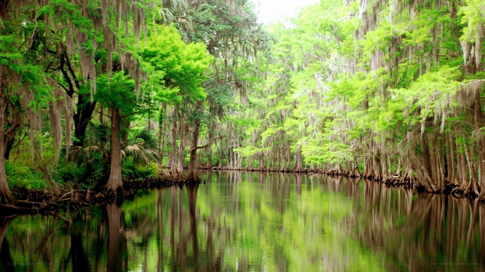 Cypress swamp with Spanish moss