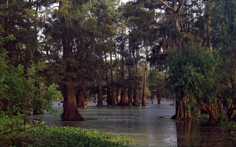 Cypress swamp with Spanish moss