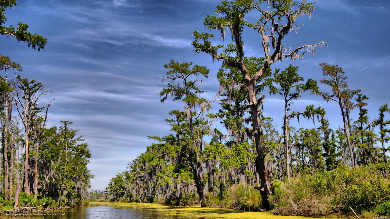Cypress swamp with Spanish moss