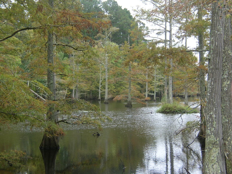 Cypress swamp with water and trees