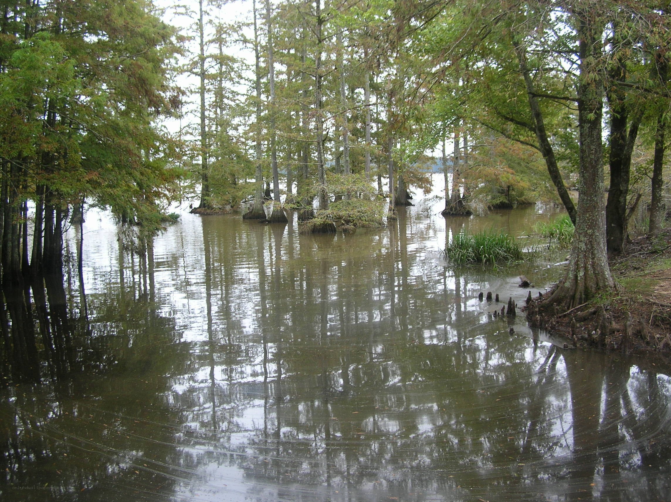 Cypress swamp with water reflections