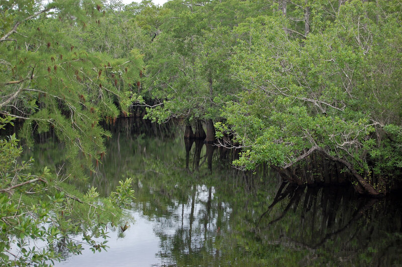 Cypress swamp with water reflections