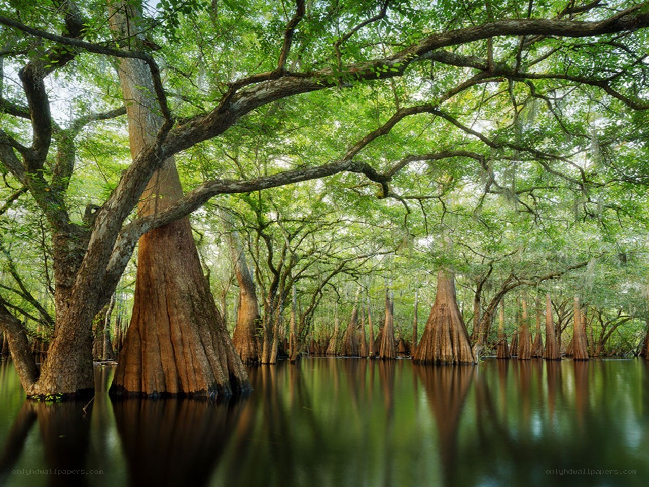Cypress swamp with water reflections