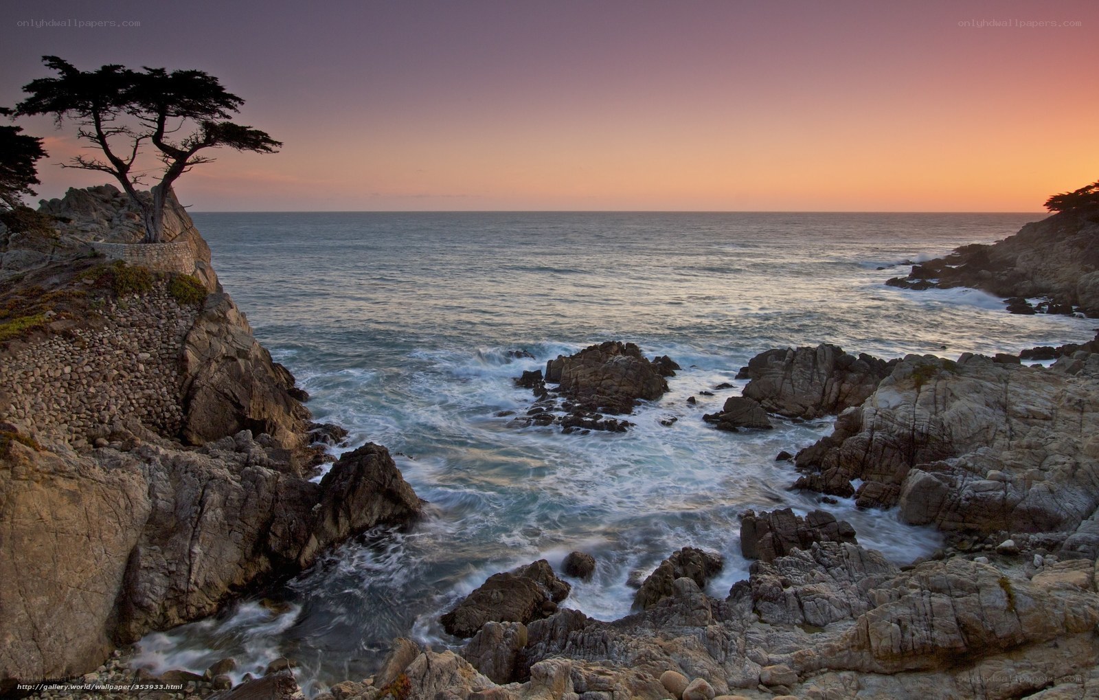 Cypress tree at sunset on rocky coast