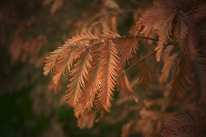 Cypress Tree Branch
