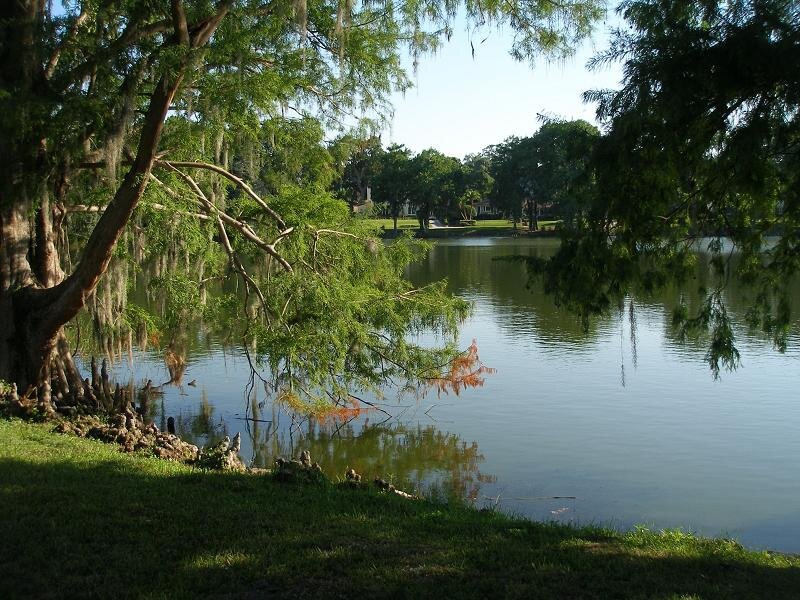 Cypress Tree by Lake
