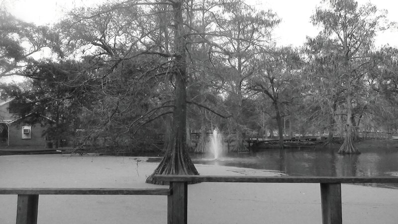 Cypress Tree in Pond