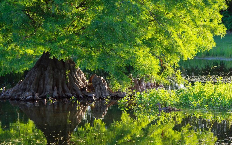 Cypress Tree in Swamp — Green, Serene, Afternoon