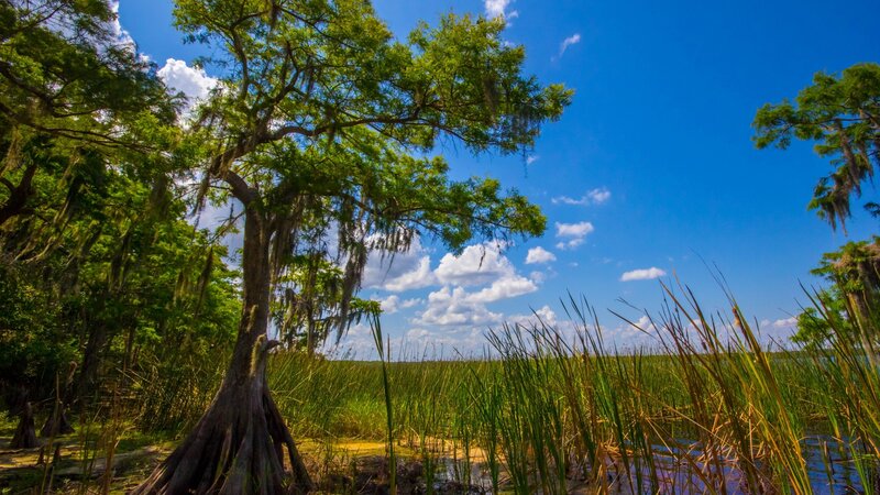 Cypress Tree in Swamp — Green, Serene