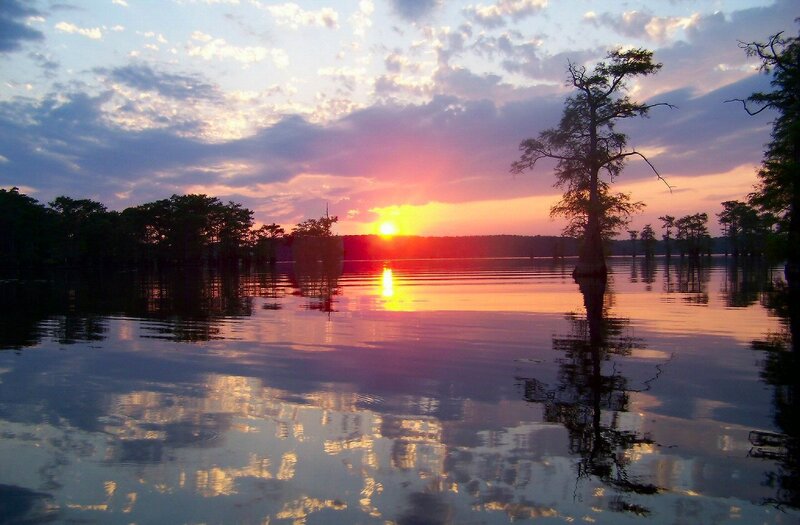 Cypress Tree in Swamp — Orange