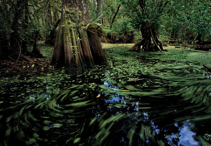 Cypress Tree in Swamp
