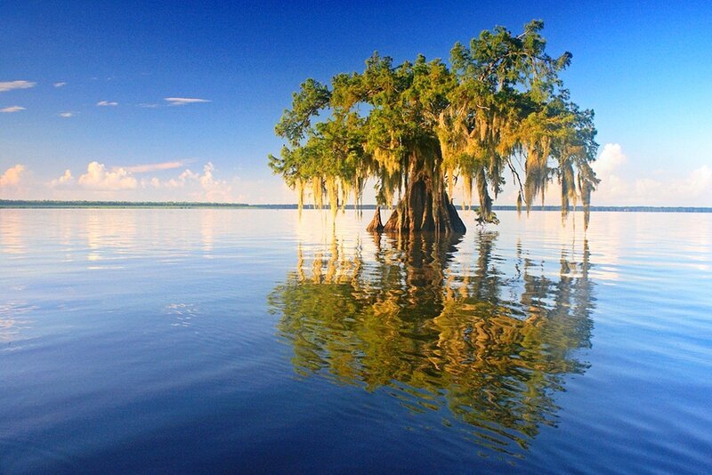 Cypress Tree in Water — Blue, Serene