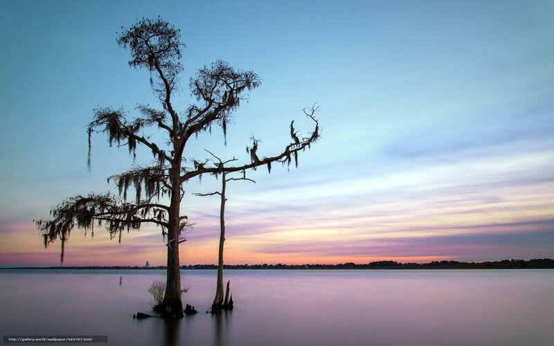 Cypress Tree in Water — Blue