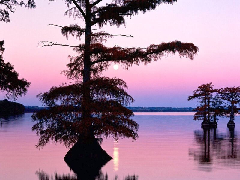 Cypress Tree in Water — Pink, Serene, Sunset
