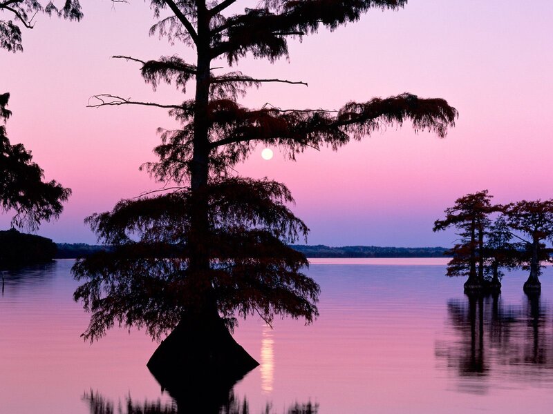 Cypress Tree in Water — Pink