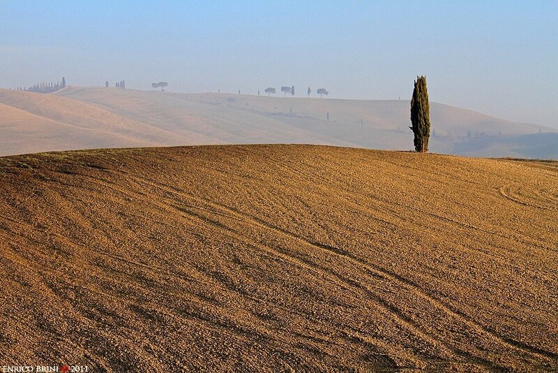 Cypress Tree on Hill — Brown