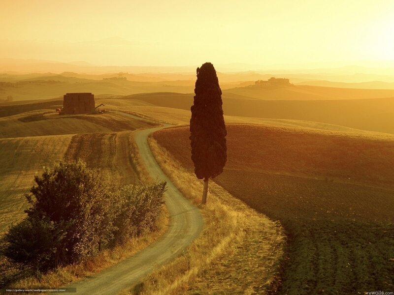 Cypress Tree on Hillside — Gold, Serene