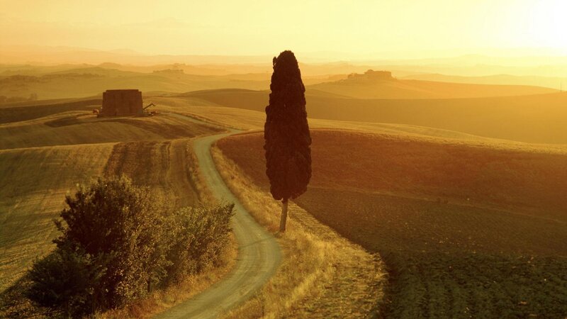 Cypress Tree on Hillside — Gold