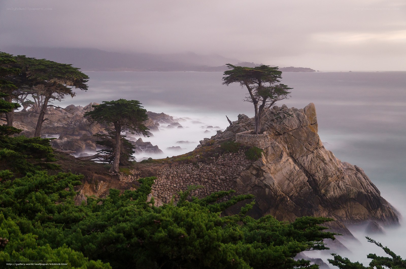 Cypress tree on rocky cliff