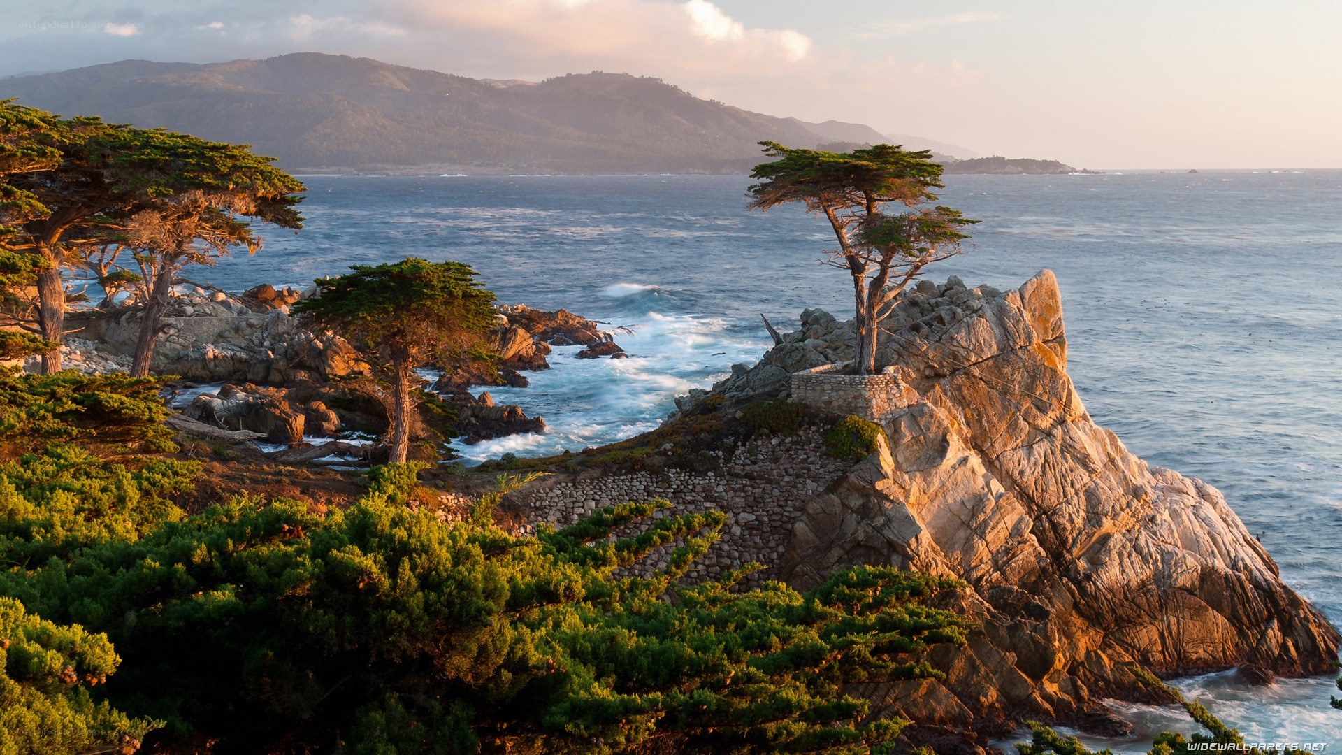 Cypress tree on rocky cliff