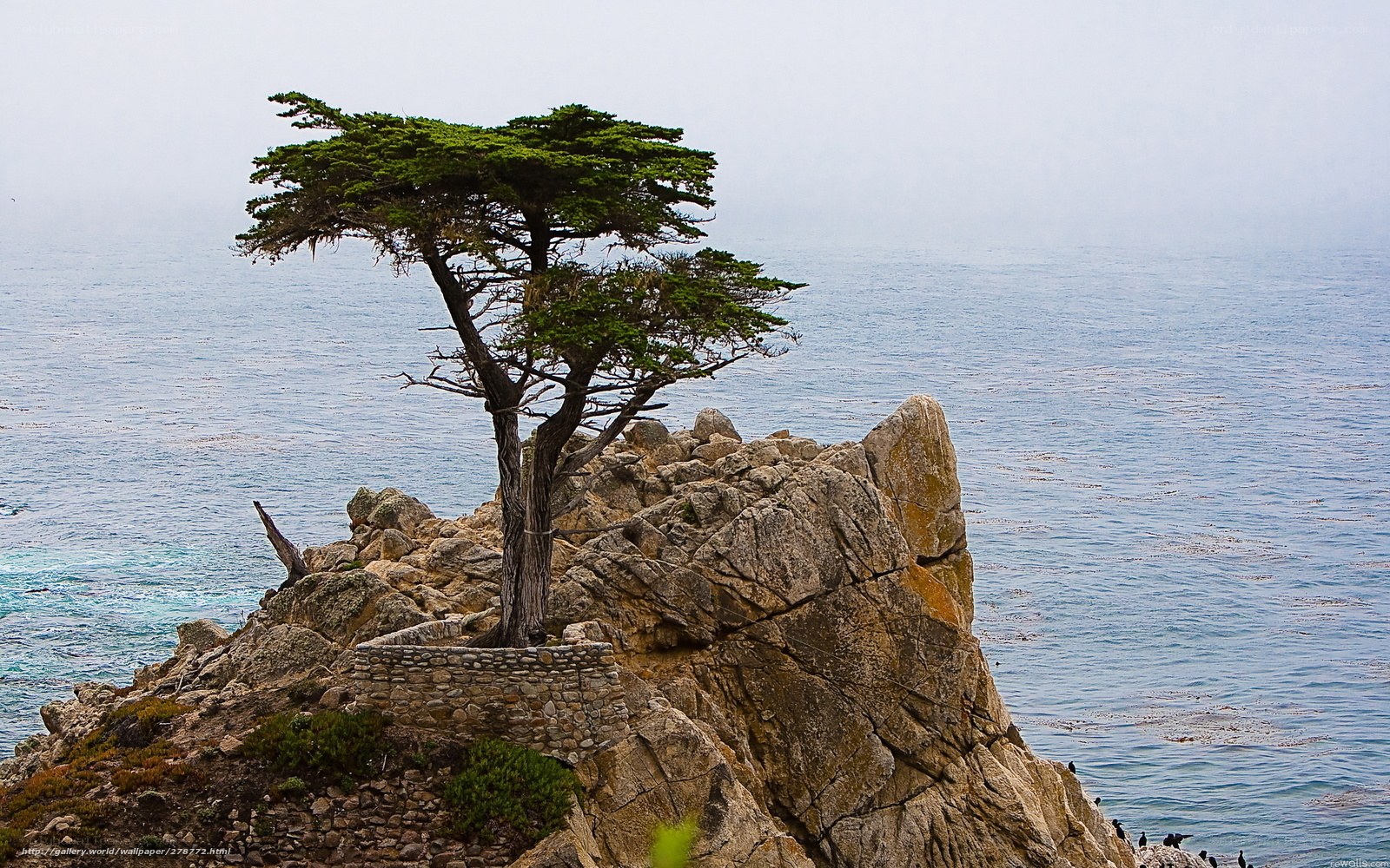 Cypress tree on rocky cliff