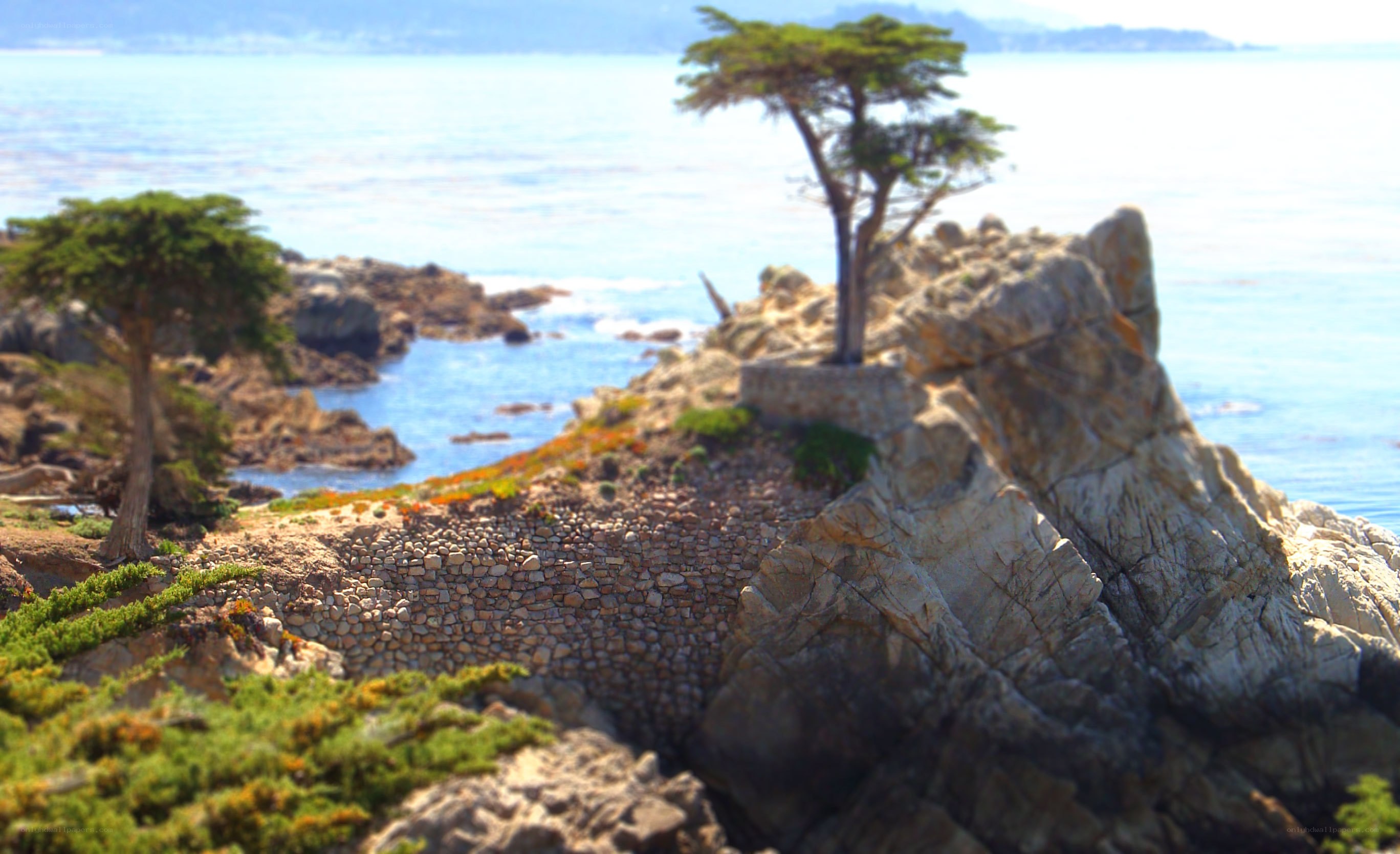 Cypress tree on rocky coast