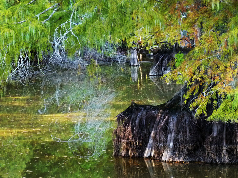 Cypress Tree Roots in Water