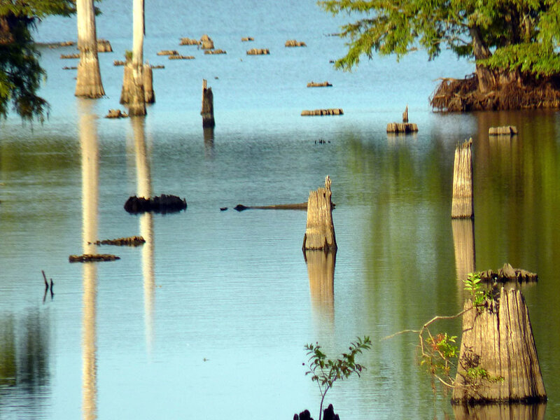 Cypress Tree Stumps