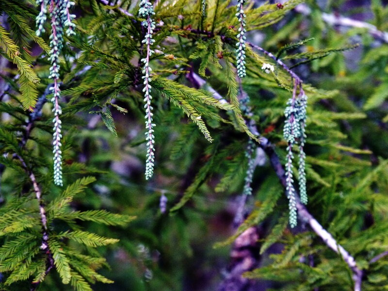 Cypress tree with hanging cones