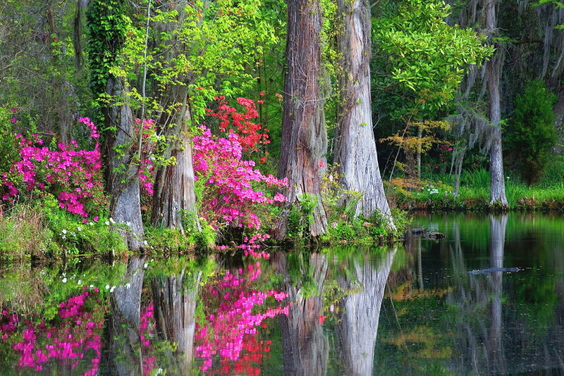 Cypress Trees and Azaleas
