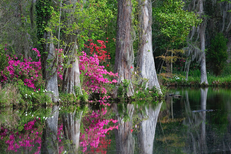 Cypress Trees and Flowers