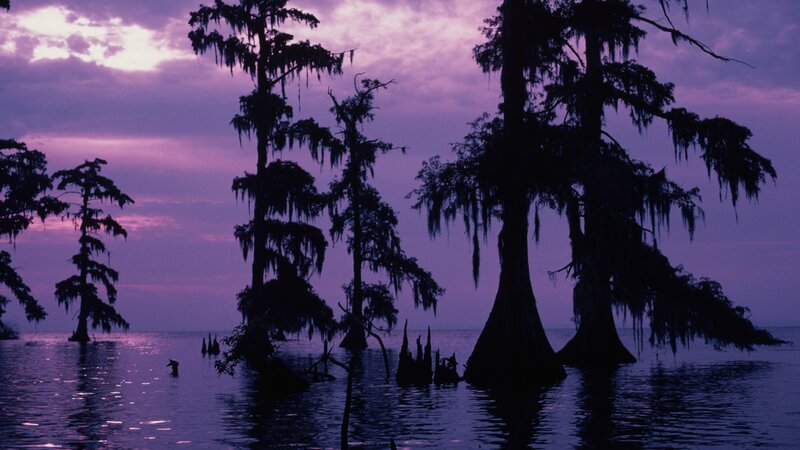 Cypress trees at dusk