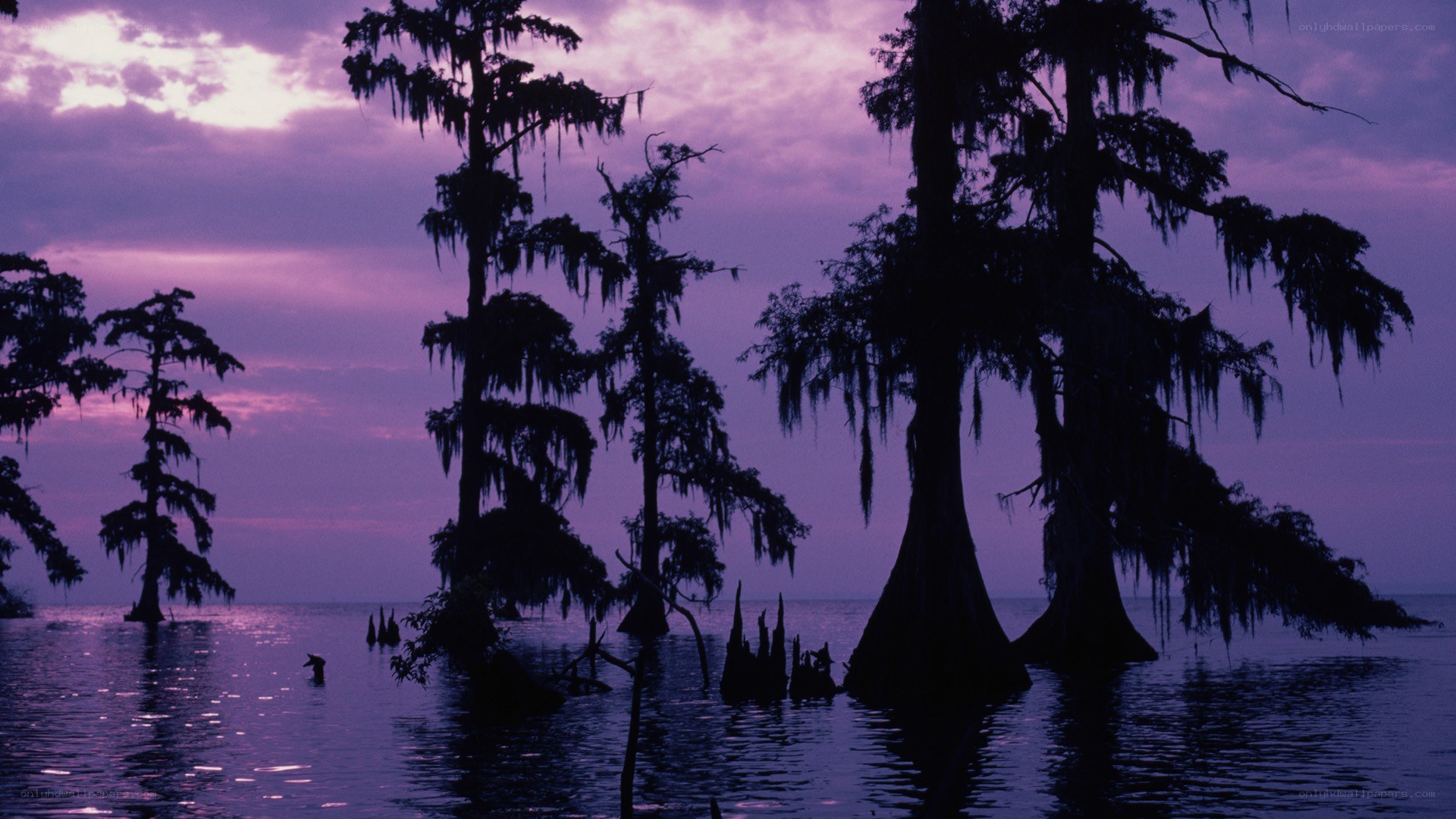 Cypress trees at dusk
