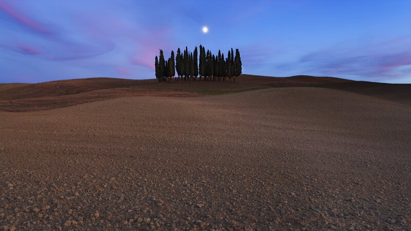 Cypress trees at dusk