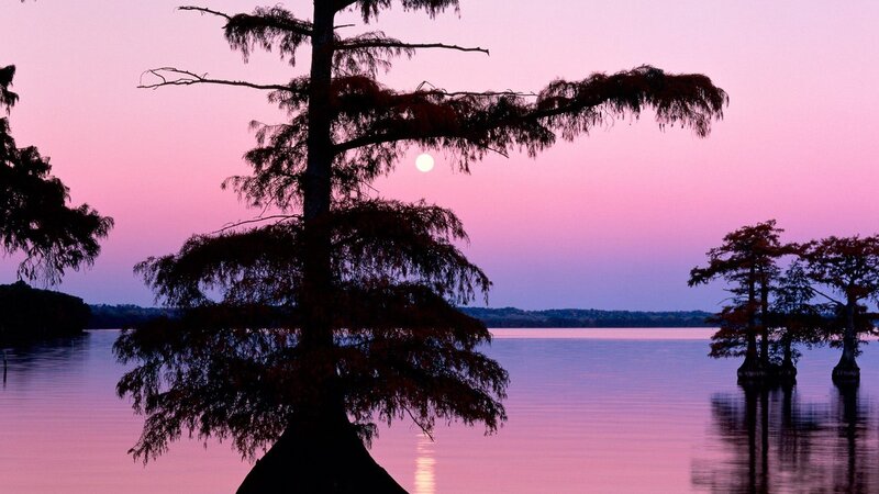 Cypress trees at sunset