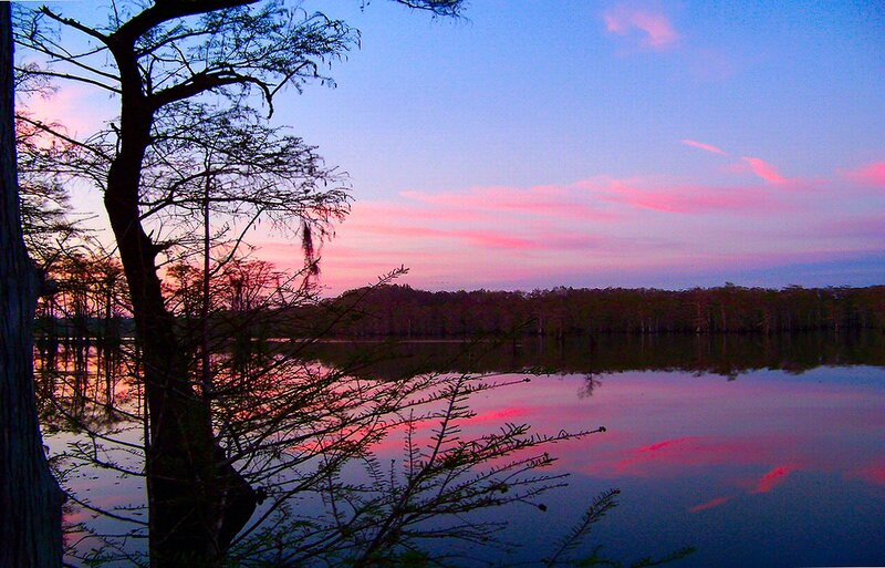 Cypress Trees at Sunset — Pink