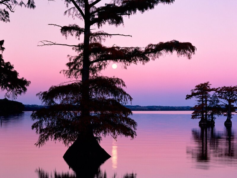 Cypress trees at sunset