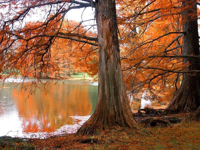 Cypress Trees by Lake — Orange, Serene, Autumn