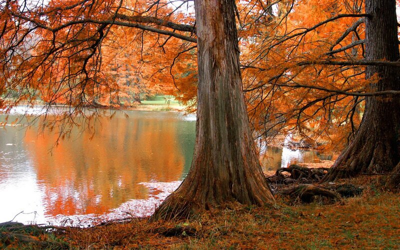 Cypress Trees by Lake — Orange, Serene