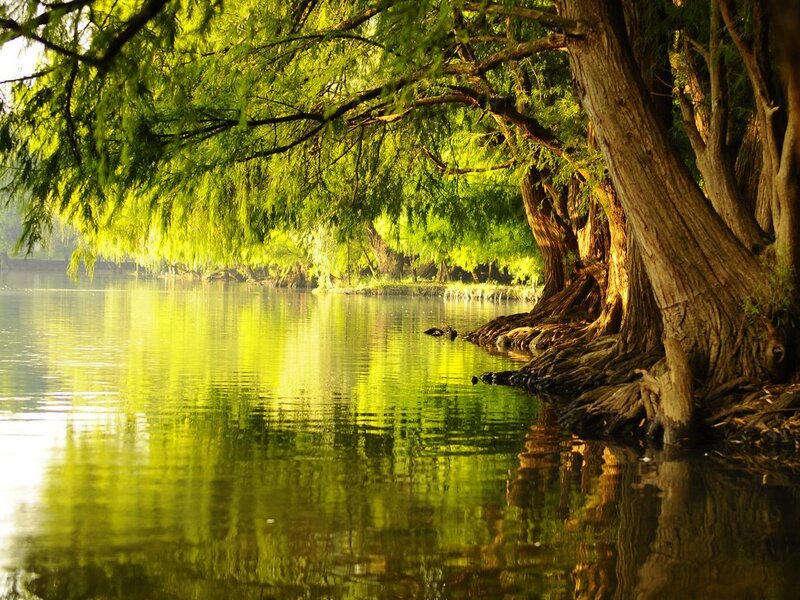 Cypress Trees by River — Green, Serene