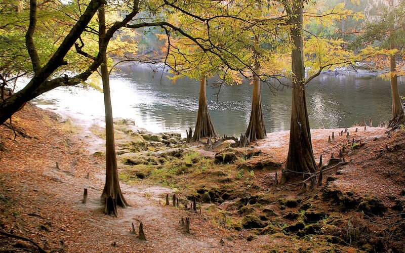 Cypress Trees by River — Green