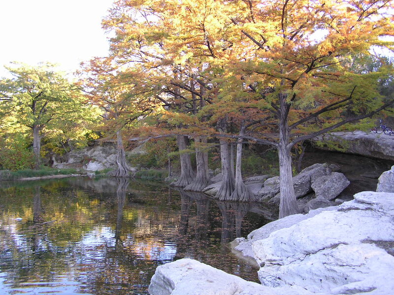 Cypress Trees by River