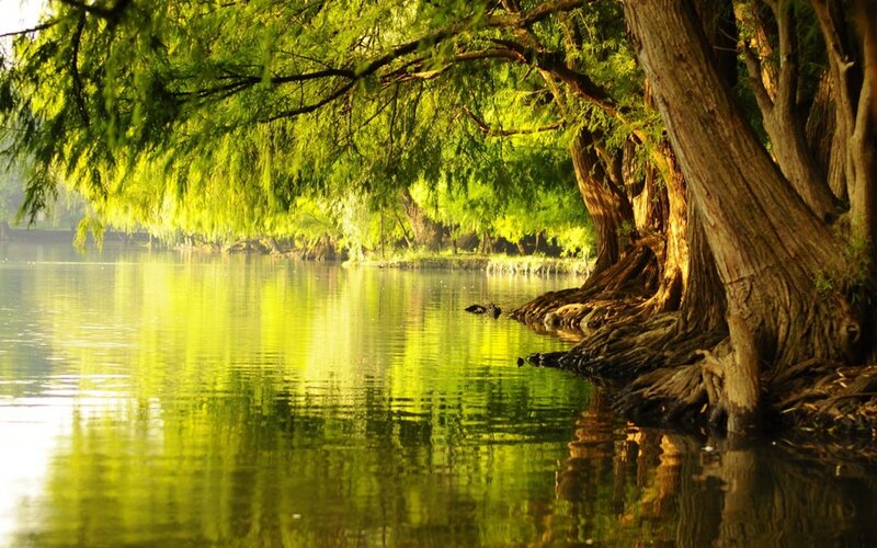 Cypress Trees by Water
