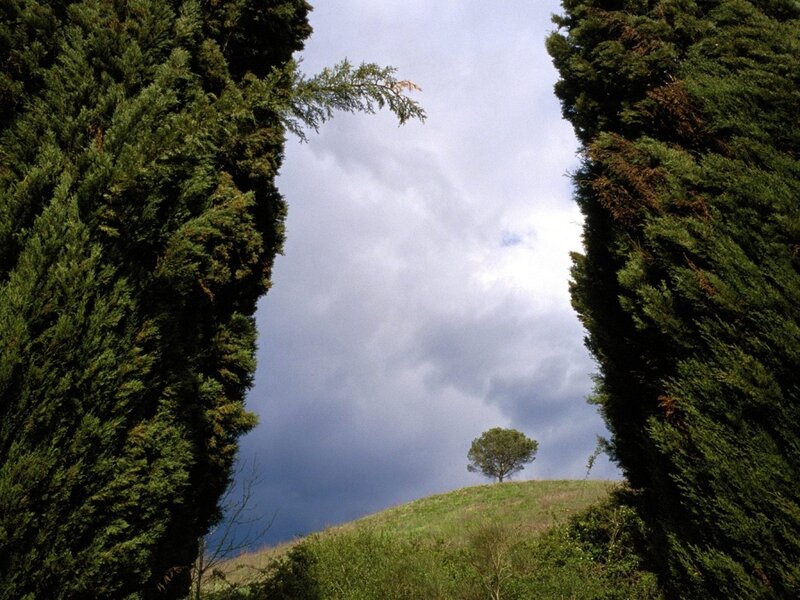 Cypress trees frame lone tree