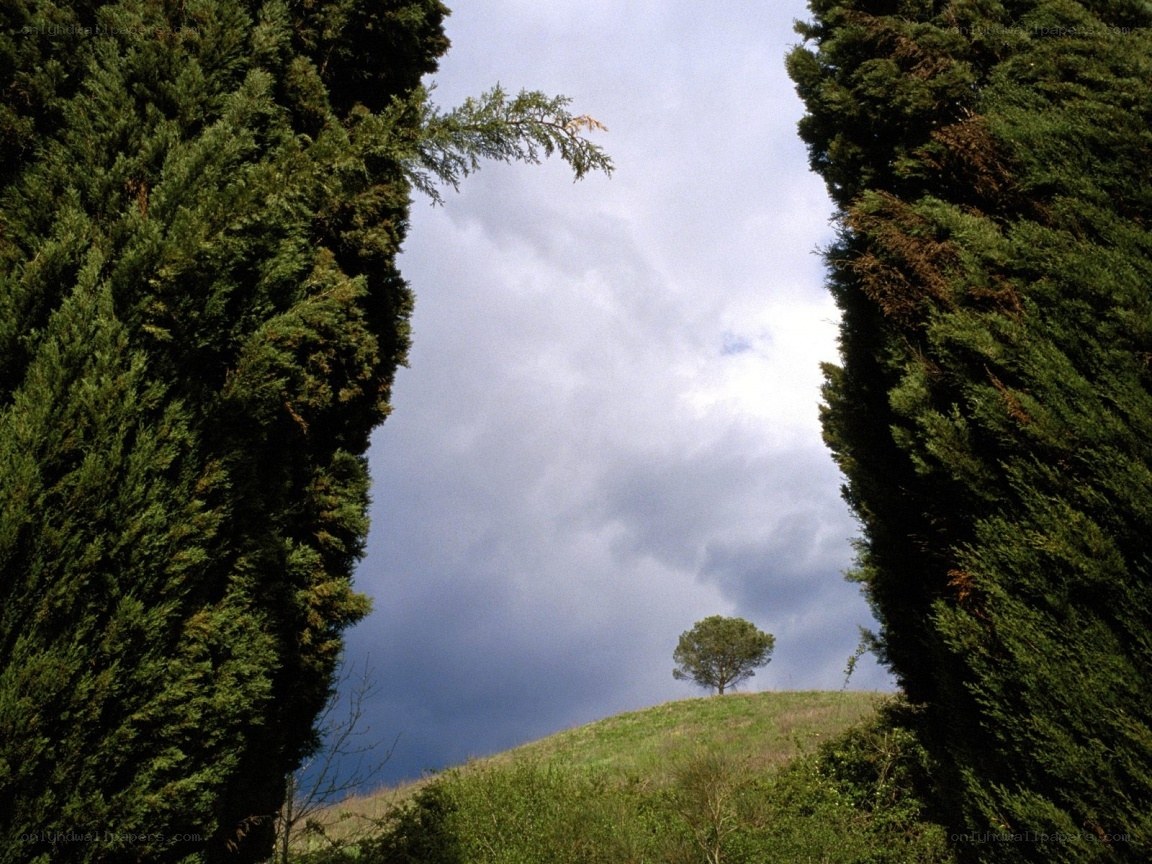 Cypress trees frame lone tree